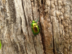 Precious Metal Beetle (Pelidnota sumptuosa) · iNaturalist