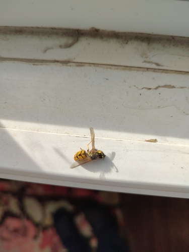 German Yellowjacket