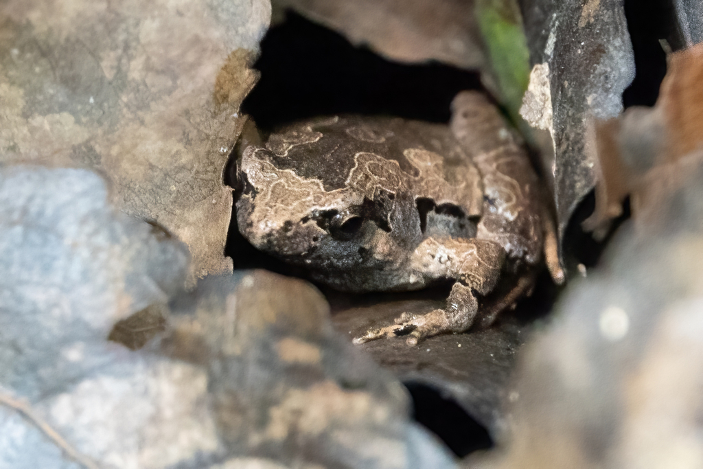 Mixtured Pygmy Frog