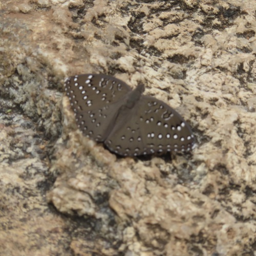 Guineafowl Butterfly