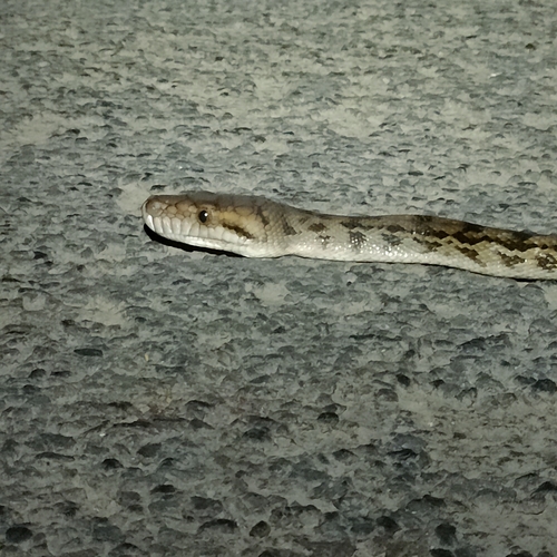 Australian Scrub Python sighting