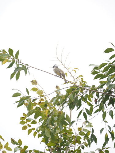 Light-vented Bulbul