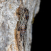 Cicada cretensis - Photo (c) Konstantinos Kalaentzis, todos los derechos reservados, subido por Konstantinos Kalaentzis