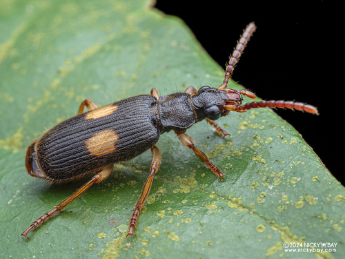 Macrocheilus binotatus