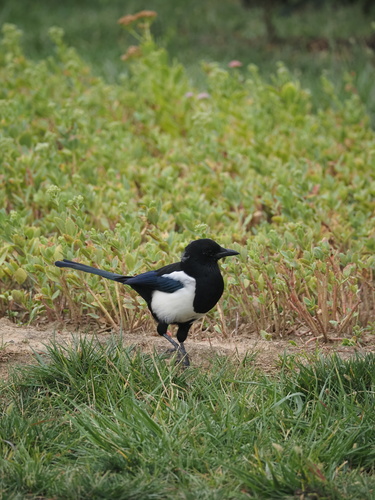 Oriental Magpie