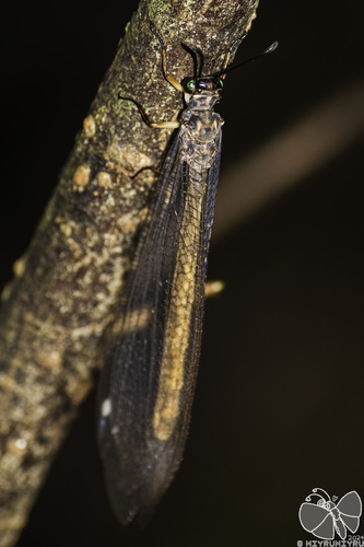 Baliga