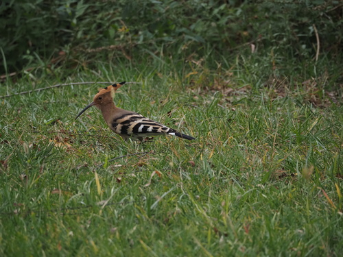 Common Hoopoe
