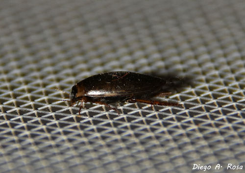 Rhantus signatus