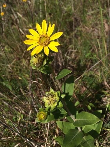 Silphium asteriscus var. dentatum