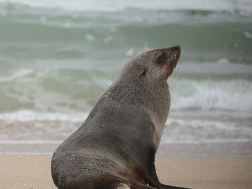 Cape Fur Seal