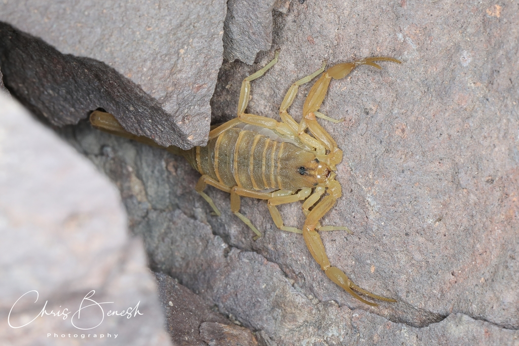 Arizona Bark Scorpion from Paradise Hills, Henderson, NV, USA on July