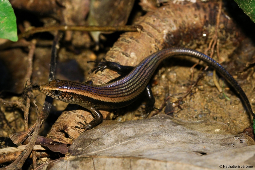 Common Sun Skink (Eutropis multifasciata)