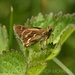 Crazy-spotted Skipper - Photo (c) Juan Carlos Garcia Morales, all rights reserved, uploaded by Juan Carlos Garcia Morales