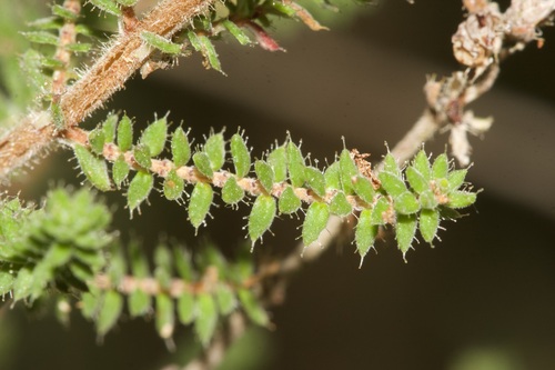 Dorset Heath
