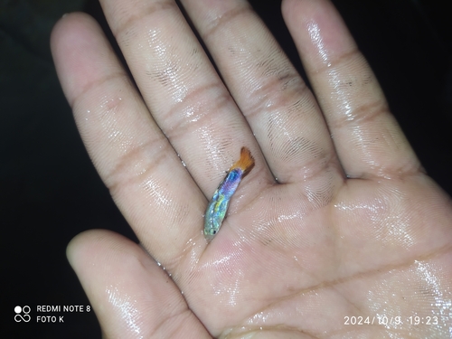 Guppy