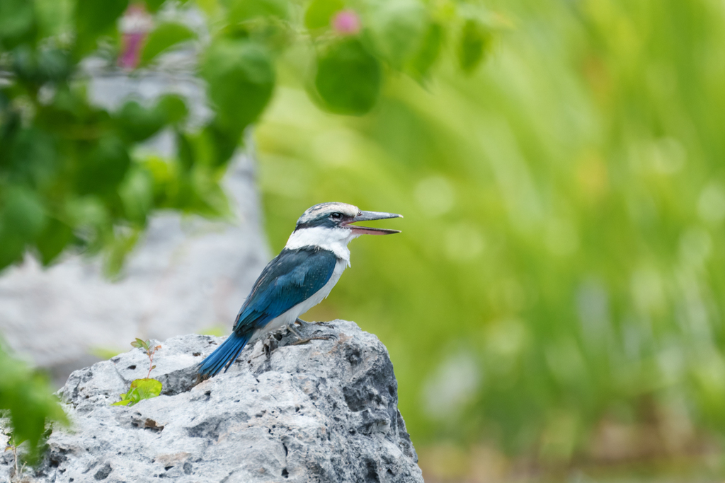 Mariana Kingfisher