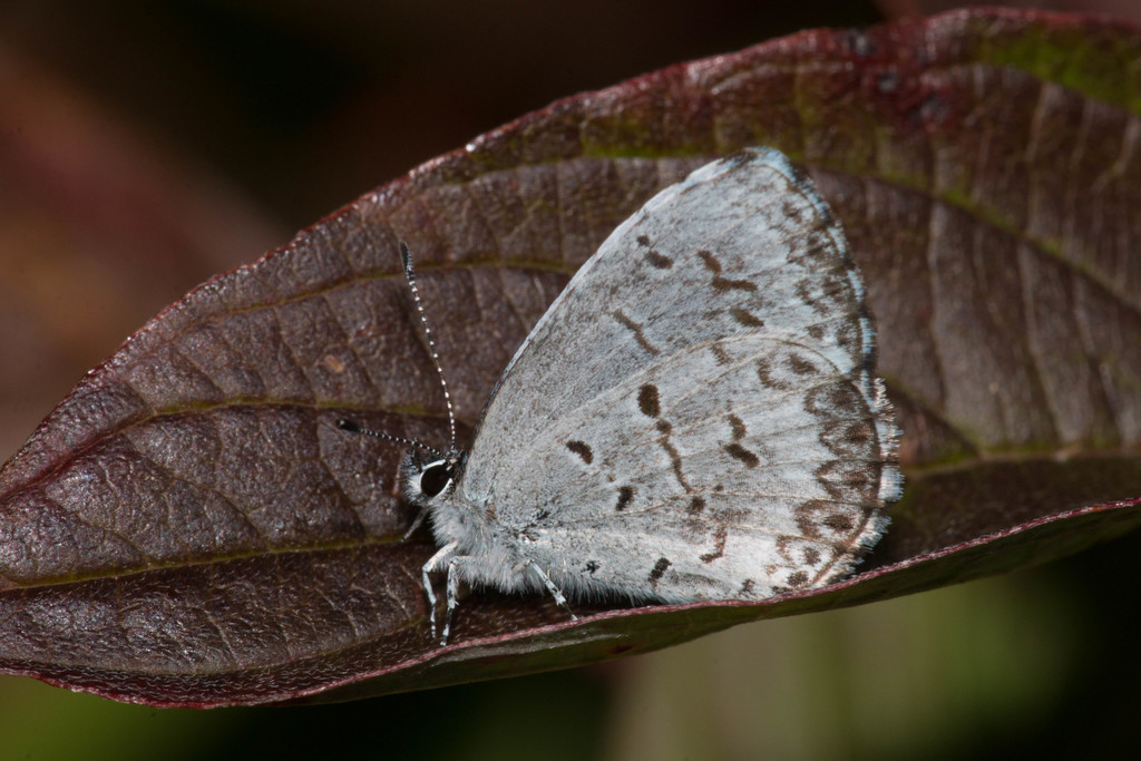 Lucia's Little Blue