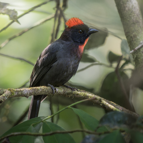 Sooty Ant Tanager
