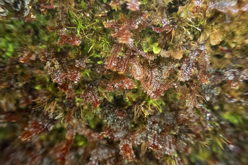 Diplophyllum exiguum