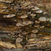 Arrhenia epichysium - Photo 由 Timothy Boomer 所上傳的 (c) Timothy Boomer，保留所有權利