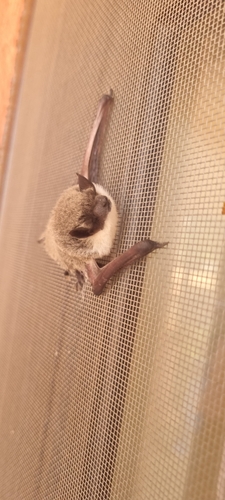 Rüppell's pipistrelle