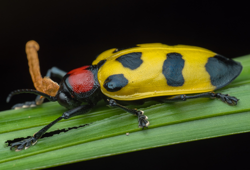 Alurnus ornatus Baly, 1869