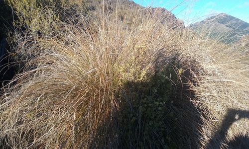 Chionochloa defracta