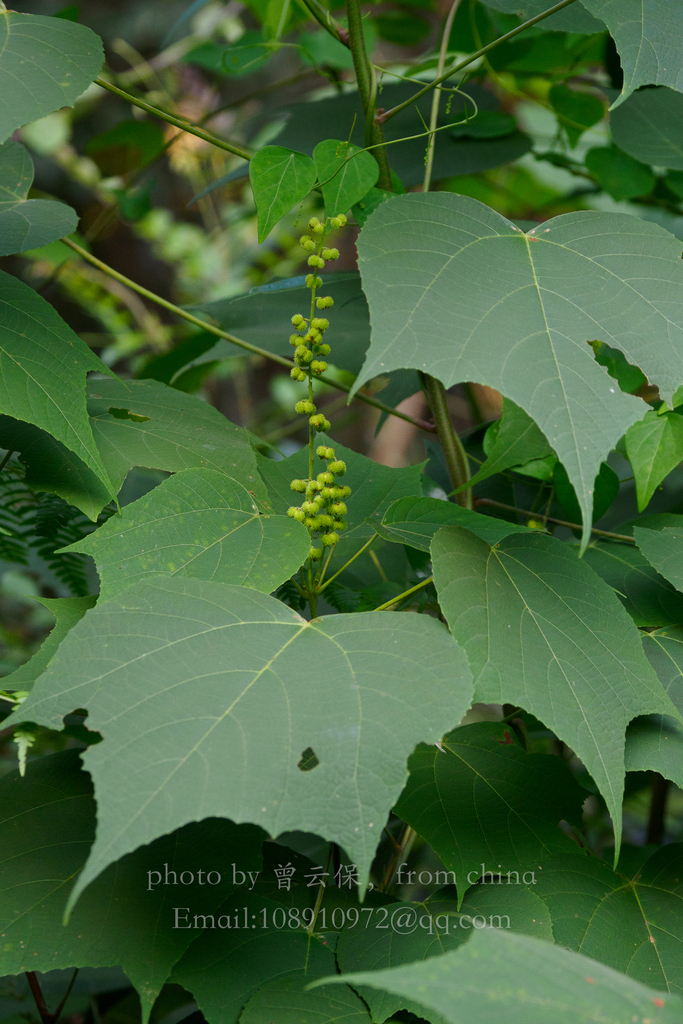 Mallotus microcarpus (Mallotus microcarpus)
