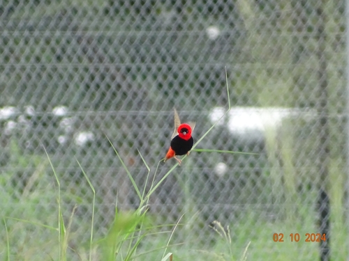 Northern Red Bishop
