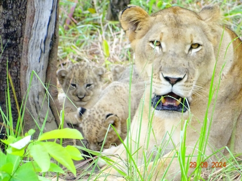 Northern Lion