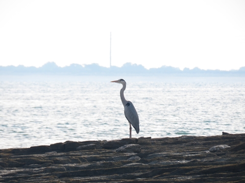 Grey Heron