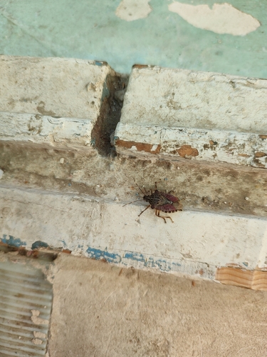Brown Marmorated Stink Bug