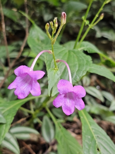 Mackaya neesiana (Wall.) Das