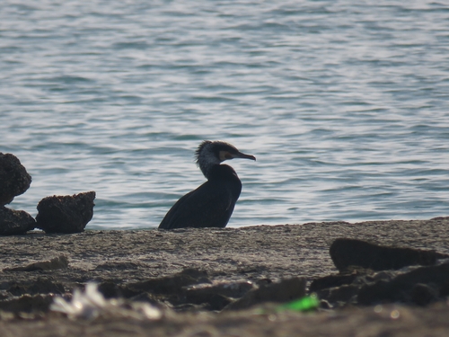 Great Cormorant