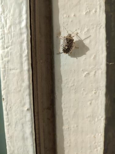 Mottled Stink Bug