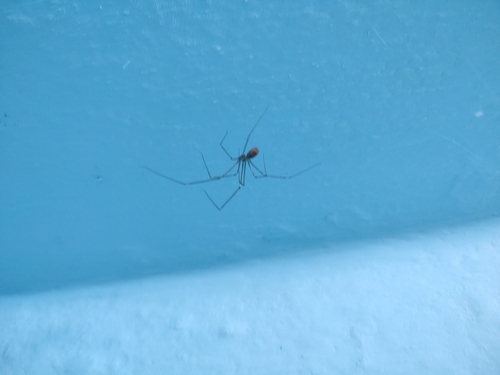 Long-bodied Cellar Spider