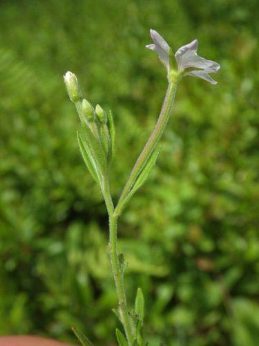 downy willowherb (Epilobium strictum)