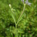 Downy Willowherb - Photo (c) Pete Woods, all rights reserved, uploaded by Pete Woods