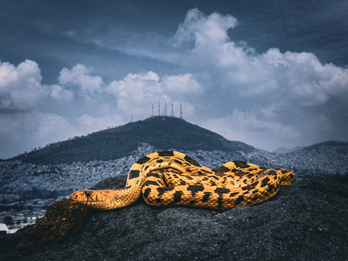 Mexican Bull Snake