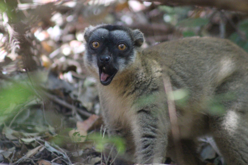 Common Brown Lemur