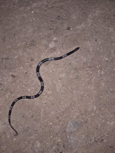Burmese Krait