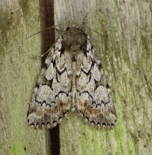 Aplectoides condita Guenée, 1852