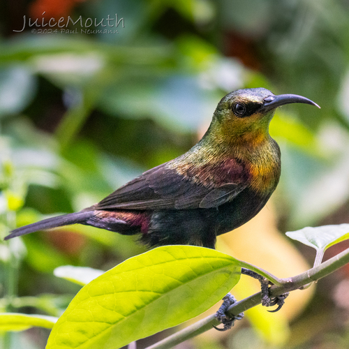 Copper Sunbird