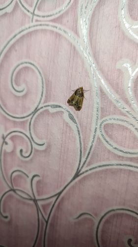 Meal moth