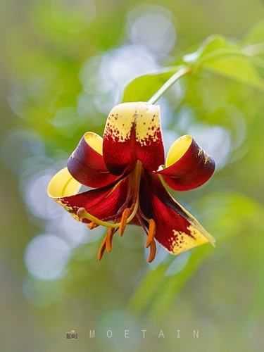 ウコンユリ (Lilium nepalense) · iNaturalist