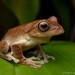 Balu Flying Frog - Photo (c) Chien Lee, all rights reserved, uploaded by Chien Lee