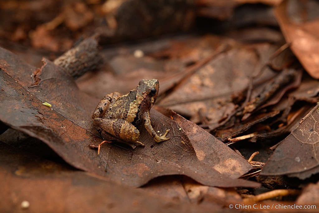 Pothole Narrow-mouthed Frog (Nanohyla petrigena)