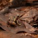 Pothole Narrow-mouthed Frog - Photo (c) Chien Lee, all rights reserved, uploaded by Chien Lee
