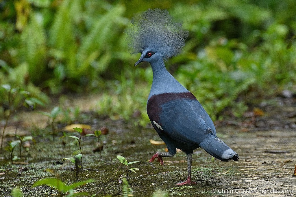 western crowned pigeon