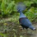 Western Crowned-Pigeon - Photo (c) Chien Lee, all rights reserved, uploaded by Chien Lee